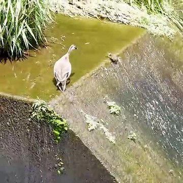 Seeing is believing [Amazing Animals] Baby Duck and Mother