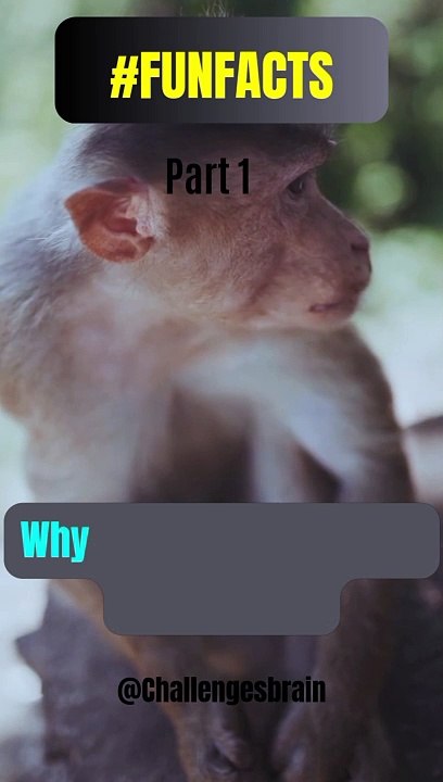 FACT ABOUT MONKEYS