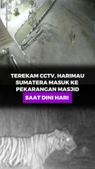 Terekam CCTV, Harimau Sumatera Masuk Ke Pekarangan Masjid Saat Dini Hari