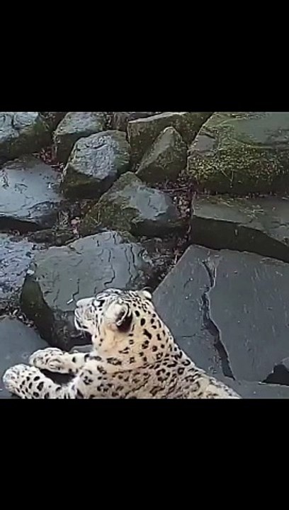 Jessie the snow leopard notices a new camera in her enclosure