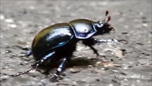Geotrupiden walking on the street. Vallombrosa Wood - Settembre 2021