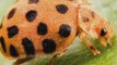 Australian Ladybirds