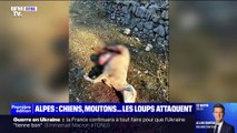 Chiens, moutons, brebis... Les attaques de loups se multiplient dans les Alpes, les habitants demandent une régulation