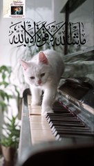 Nature's Symphony of Praise | Mashallah La Quwwata Illa Billah