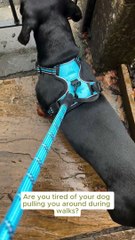 PetBuds Adjustable No Pull Dog Harness with Free Heavy Duty 5ft Dog Leash (4)