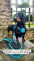 PetBuds Adjustable No Pull Dog Harness with Free Heavy Duty 5ft Dog Leash