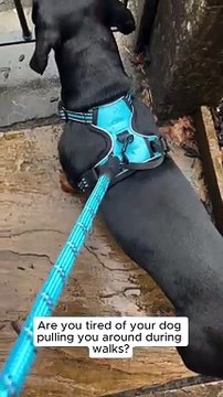 PetBuds Adjustable No Pull Dog Harness with Free Heavy Duty 5ft Dog Leash (1)