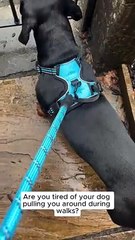 PetBuds Adjustable No Pull Dog Harness with Free Heavy Duty 5ft Dog Leash (1)