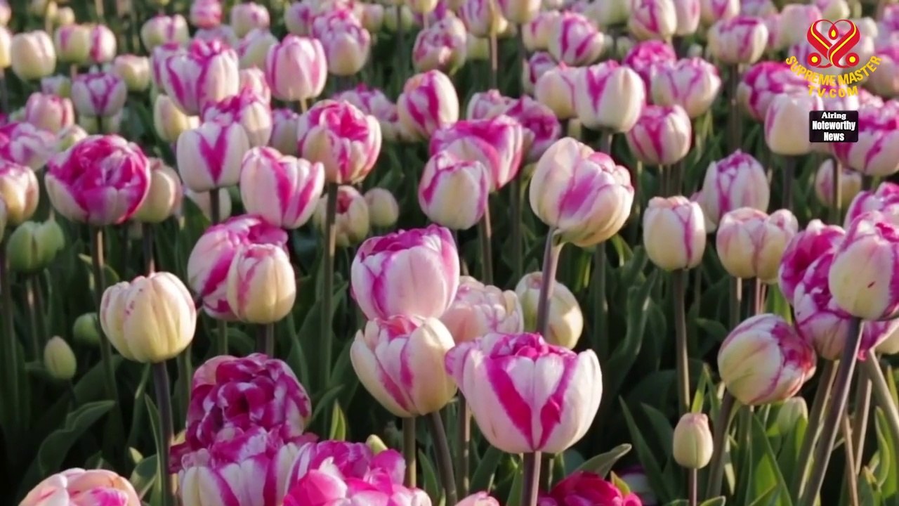 Heartline: When a woman is pregnant with a child, it is a result of the universal arrangement. Parents should welcome and take care of them no matter what happens.