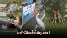 สมชื่อสวนสัตว์แปลกเขาเขียว มาที่นี่มีอะไรให้ดูเยอะ !