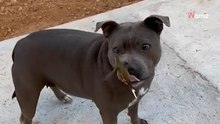 Video. Colibrì si fa bello davanti a due Pitbull: è nata una singolare amicizia?