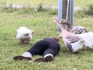 Frau stellt sich tot - ihre Gänse eilen zu Hilfe