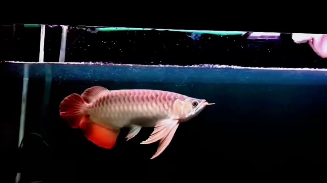 The Super Red Arowana fish is so elegant and enchanting