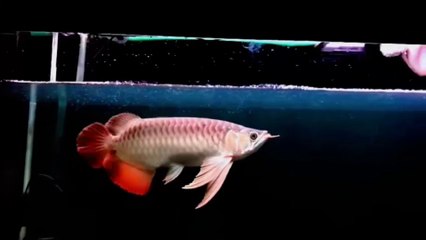 The Super Red Arowana fish is so elegant and enchanting