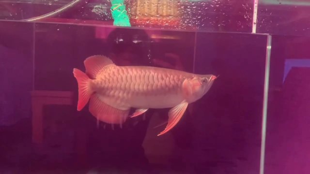 Rare Super Red Arowana Ornamental Fish