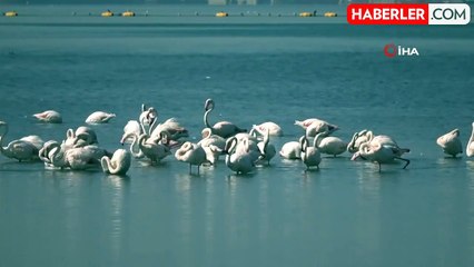 İzmit Körfezi'nde Flamingo Şöleni