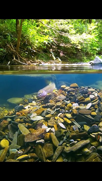 The male river chub builds nests by carefully choosing and arranging stones in the riverbed to create a mound that attracts females and provides a safe place for eggs.