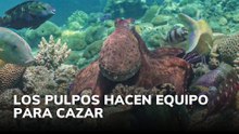 Los pulpos hacen equipo para cazar