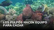 Los pulpos hacen equipo para cazar