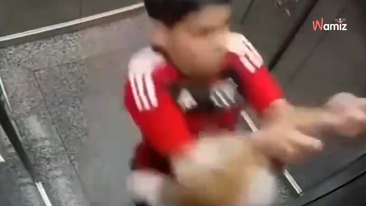 Winda zamyka się za chłopcem i jego psem. Kilka sekund później rozgrywa się dramat (video)