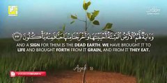 Most beautiful recitation of Surah Yaseen (Yasin) سورة يس