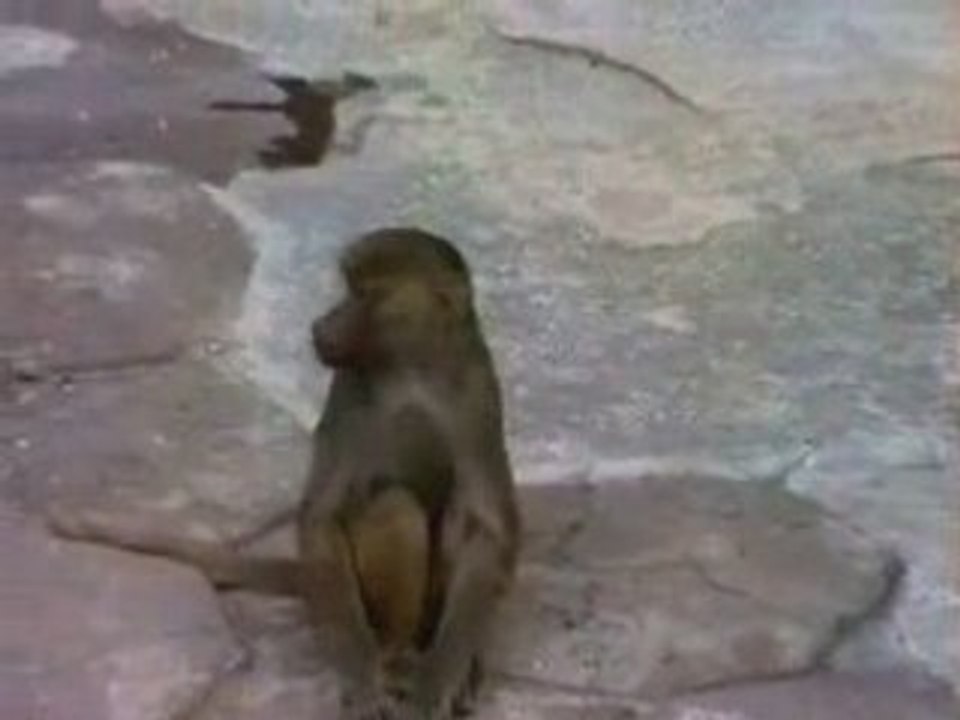 A monkey and looking glass