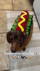 Fantasia de hot dog kkk