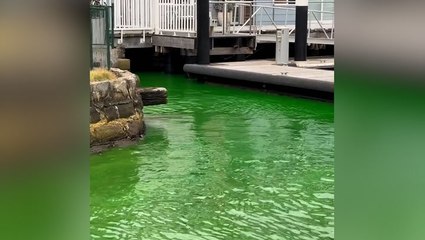 Sydney Harbour water glows bright green after mysterious leak