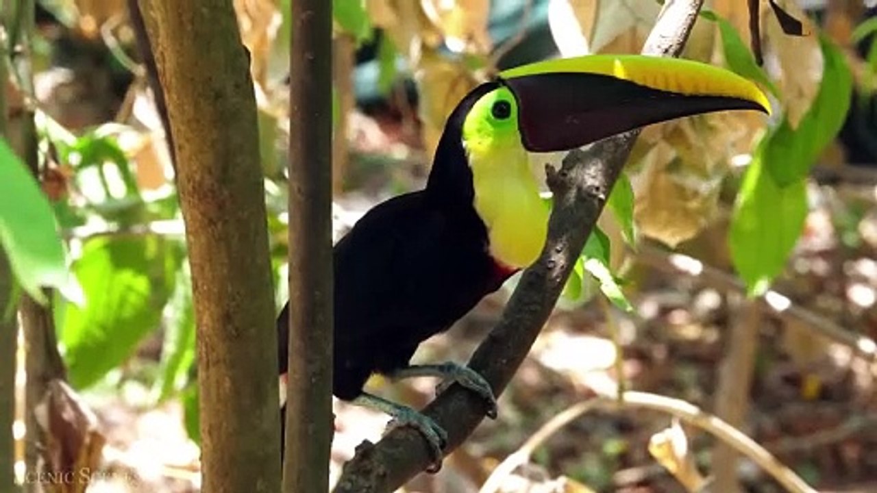 Amazing Scene of Wild Animals In 4K - Scenic Relaxation Film