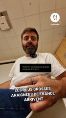 Ces énormes araignées arrivent chez toi !