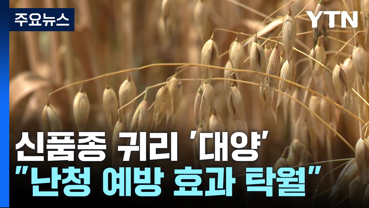 [녹색] 국내 신품종 귀리 '대양'..."난청 예방 효과 탁월" / YTN