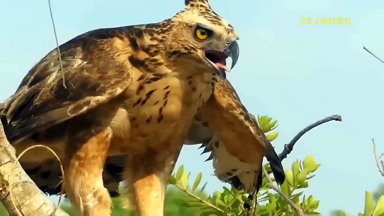 Eagle Vs Leopard Epic Battle! The Eagle_s Revenge When The Leopard Invades Its Territory