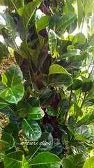 Jackfruit Tree l Green nature