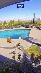 Coyote atacó al perro del baterista Tommy Lee