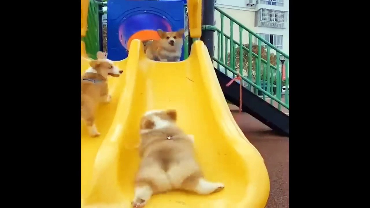 Funniest Animals Best Funny Cute Baby Dogs