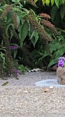 1000035592 Uk wild life