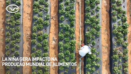 La Niña gera impacto na produção mundial de alimentos