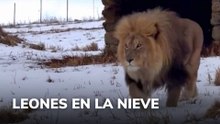 Leones en la nieve