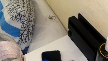 Terrified boy screams as spider moves quickly across the bed