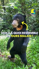 Voilà à quoi ressemble un ours malais