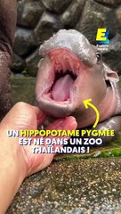 Un hippopotame pygmée est né dans un zoo