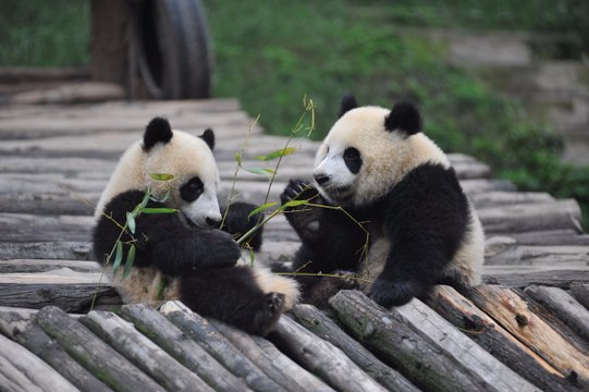 Des pandas qui coûtent trop chers renvoyés en Chine