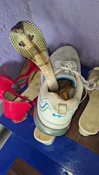 Snake in shoes #shortsfeed #entertainment #reel #viral #trending #reels #shorts @sekVlogs .