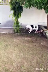 Video: ¡Los defendió! Un pitbull protegió a sus pequeños dueños de una ‘cobra real’