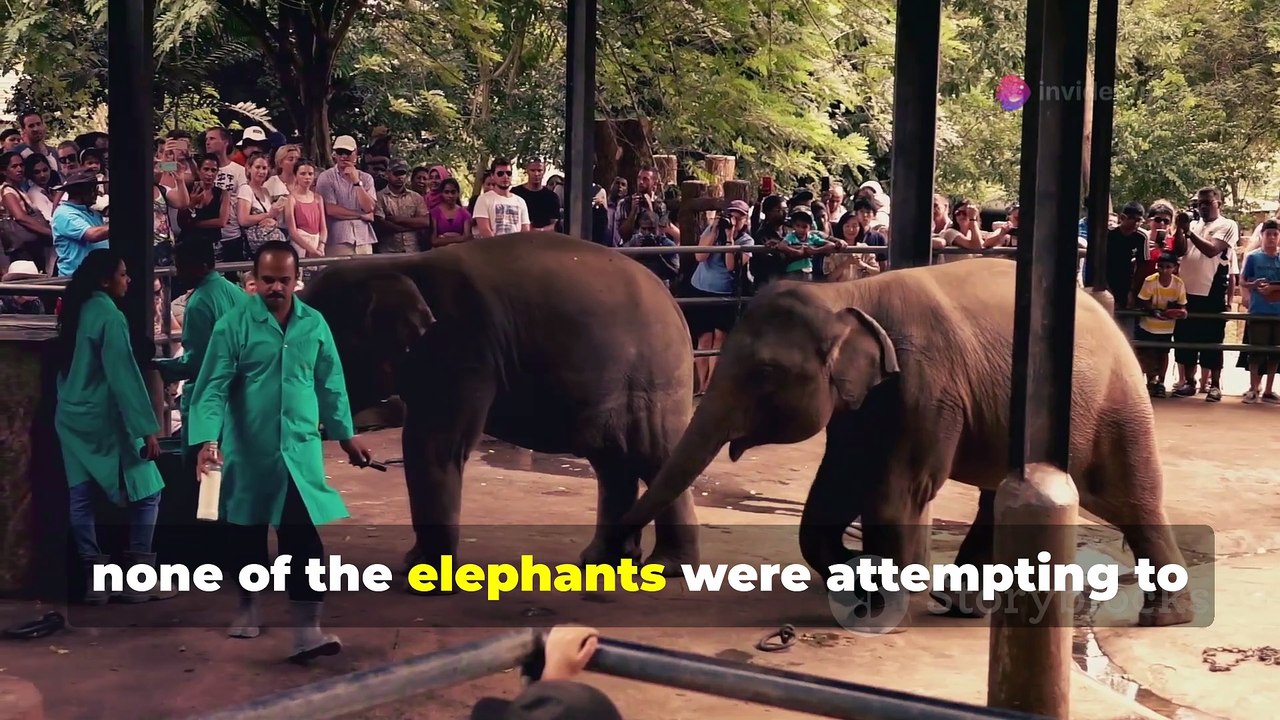Motivational Story The Elephant and the Rope
