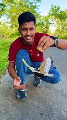 Electric Flying Bird with Hanging Wire Automatic for Ceiling Parrot(1080P_60FPS)
