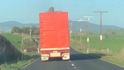 Calm cow admires the roadside views while riding in a truck