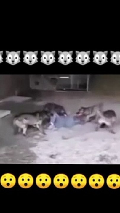 wolves tore the child to pie #reels #keşfet #reelsvideo #reelsinstagram #k9 #k9_koruma_hobi_time #kurtcobain #kesfet #köpek #insan #vahsidoga #vahsiyasam #vahsihayvanlar #doga #dogalyasam #dogalyaşam #canavar #kurt #kurtlarvadisi #yaban #yabanhayatı #izle