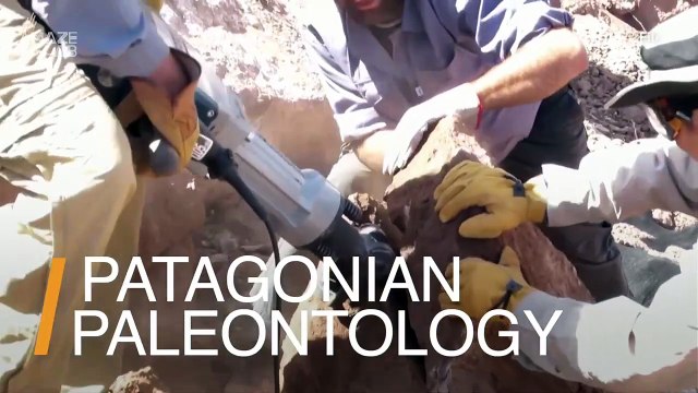 This Species of Long-Necked Dinosaur Fossils Have Been Discovered in Patagonia