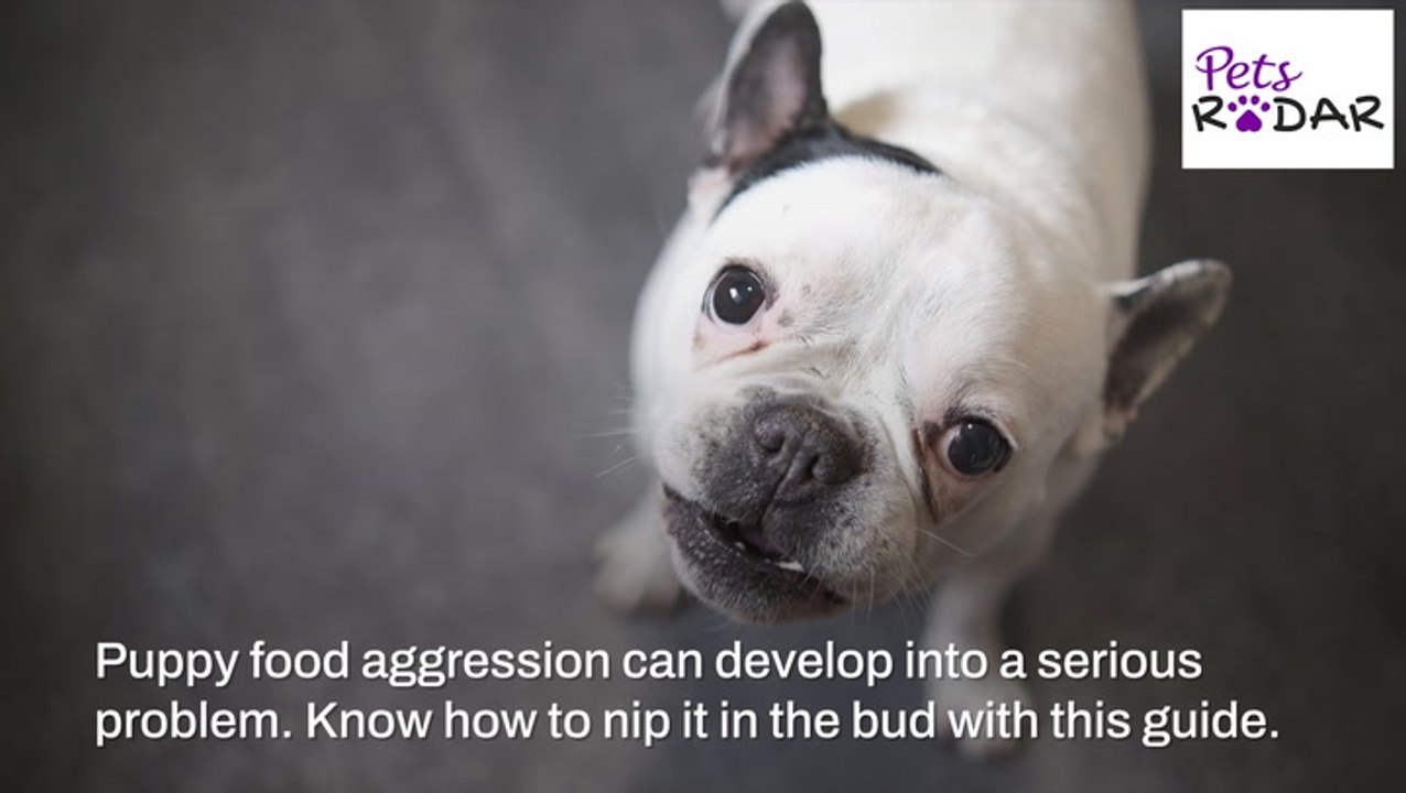 Tips On Stopping Food Aggression In Puppies video Dailymotion